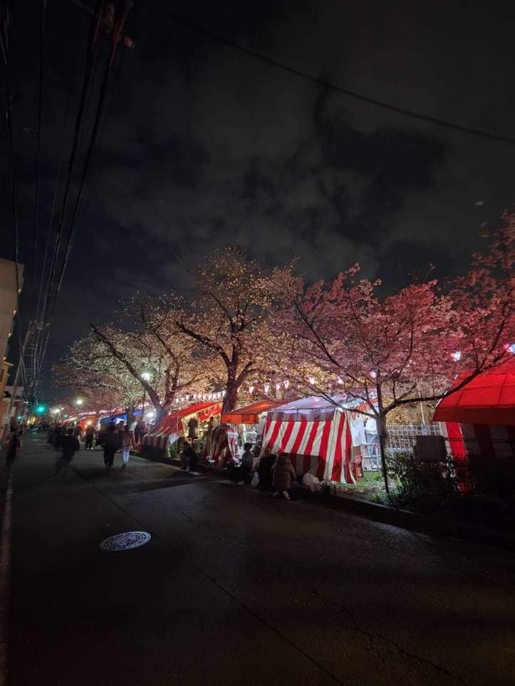 大岡川桜まつり2026🌸大岡川沿いライトアップ・ぼんぼり点灯