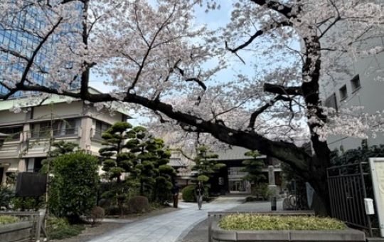 ◆新宿◆都会の高層ビルの中に現れる“🌸春の隠れ家🌸”＜常園寺＞