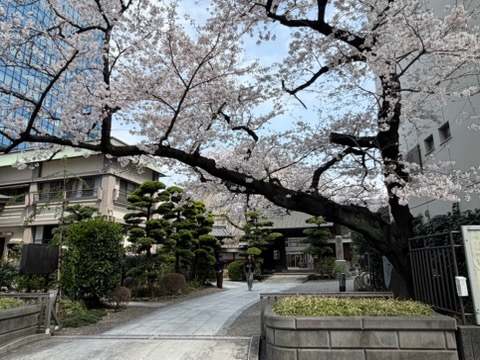 ◆新宿◆都会の高層ビルの中に現れる“🌸春の隠れ家🌸”＜常園寺＞