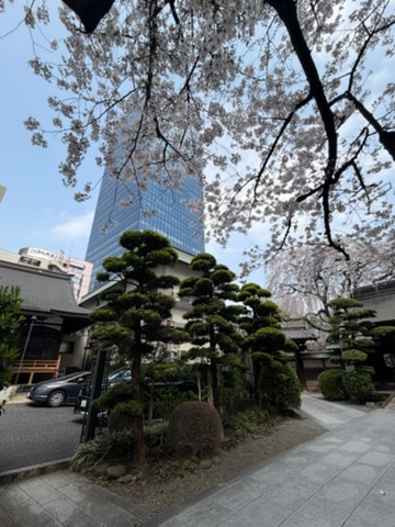 ◆新宿◆都会の高層ビルの中に現れる“🌸春の隠れ家🌸”＜常園寺＞