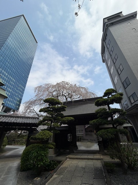◆新宿◆都会の高層ビルの中に現れる“🌸春の隠れ家🌸”＜常園寺＞