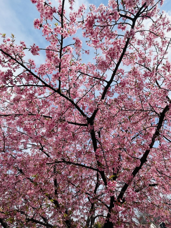 【旭区】椚谷公園の桜