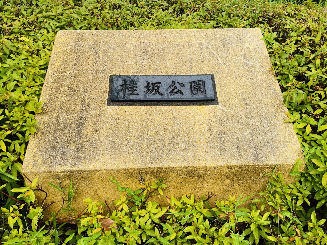 【瀬谷区】桂坂公園