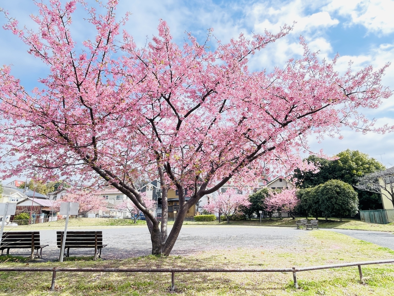 【旭区】椚谷公園の桜