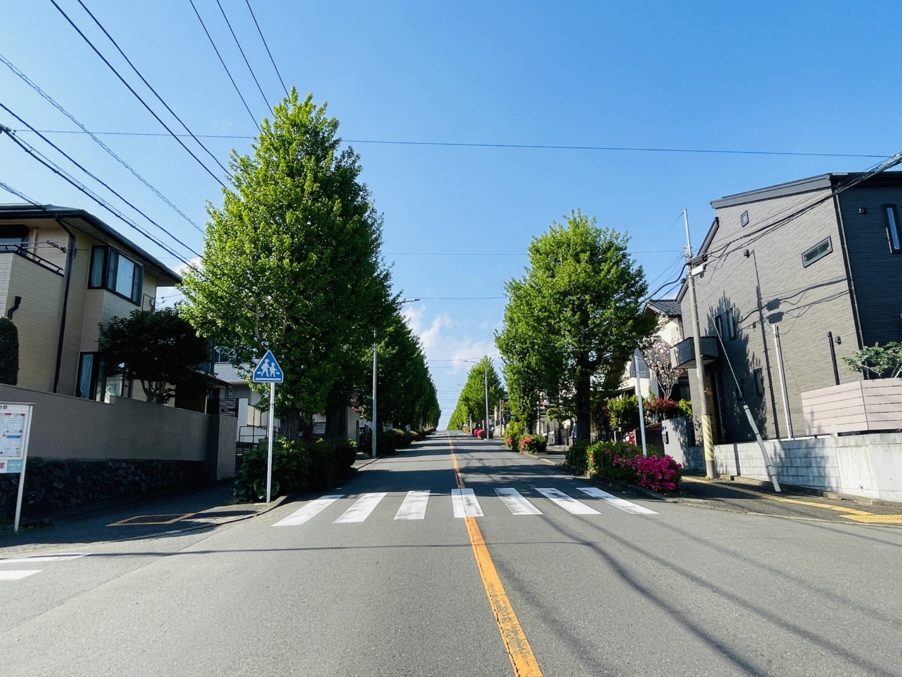 【旭区】二俣川店前の街路樹の新緑とつつじ
