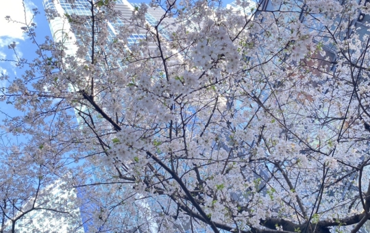 🌸「渋谷徒歩圏、隠れた桜スポット。」🌸
