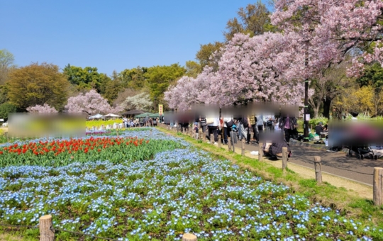 高遠コヒガン桜まつり2026🌸