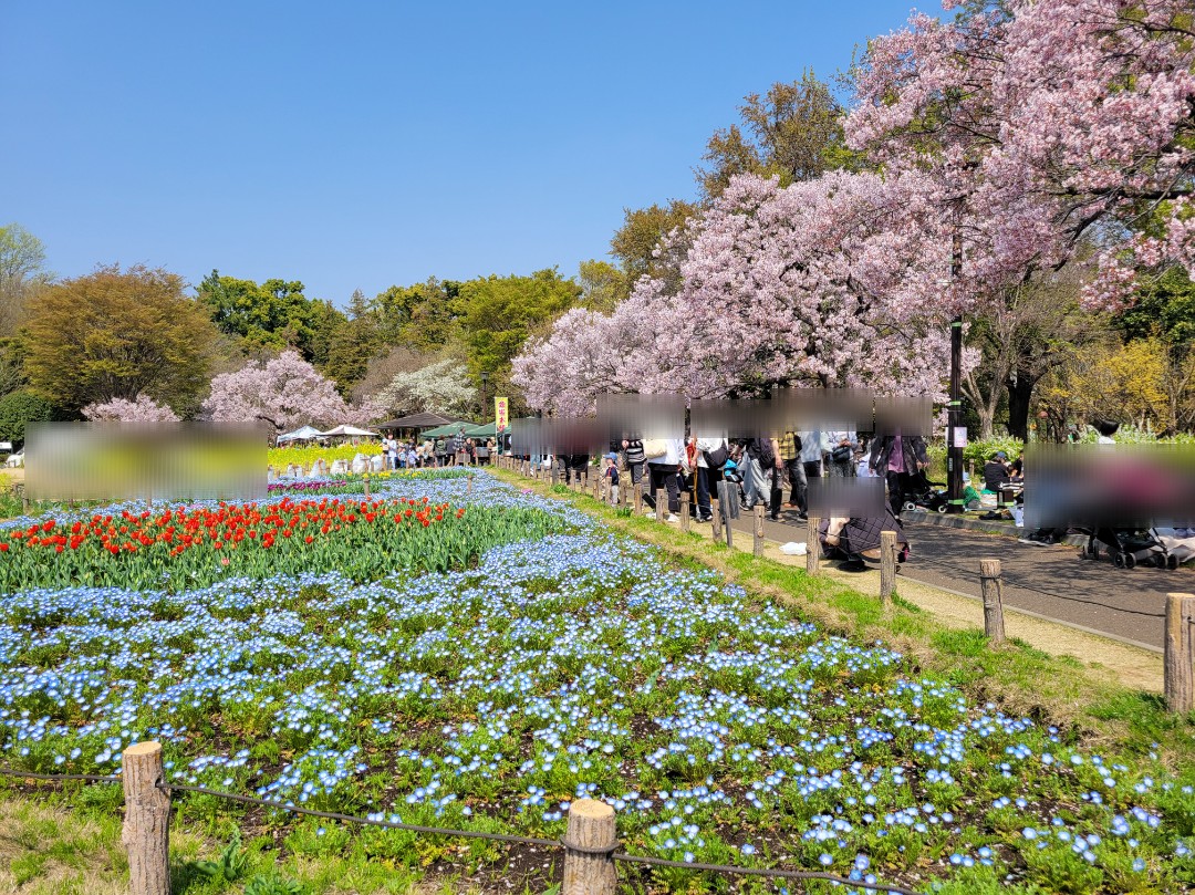 高遠コヒガン桜まつり2026🌸