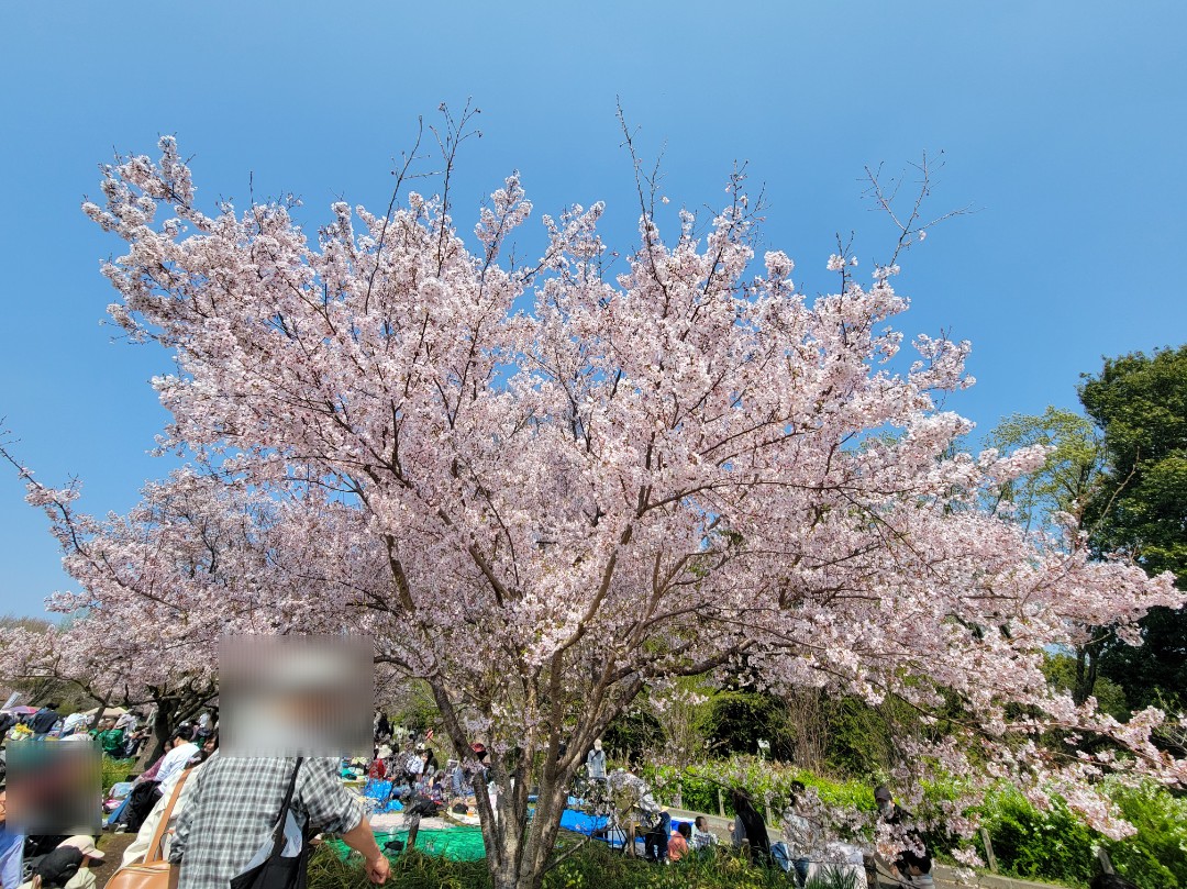 高遠コヒガン桜まつり2026🌸