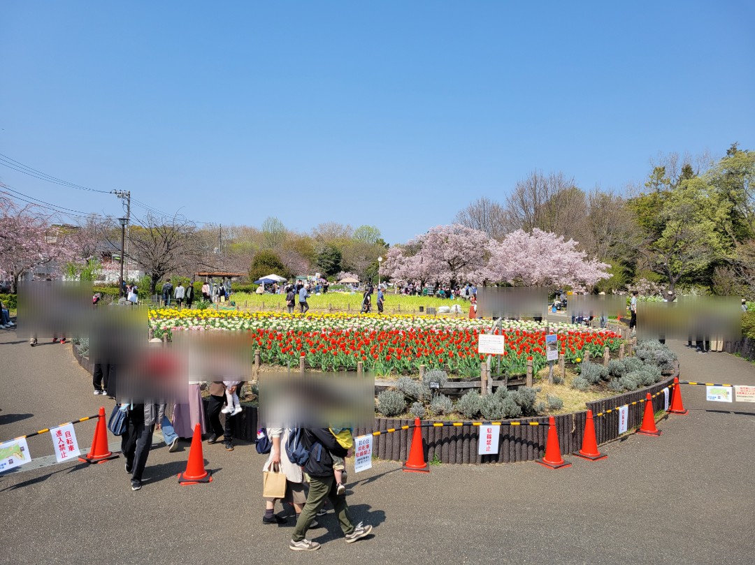 高遠コヒガン桜まつり2026🌸