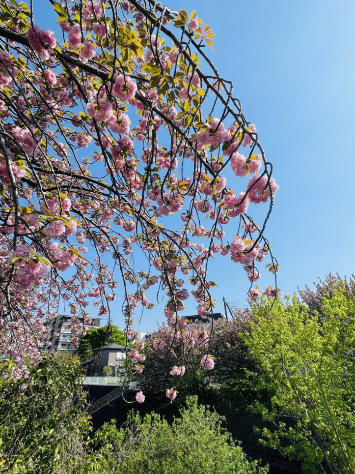 【旭区】帷子川沿い　八重桜のトンネル