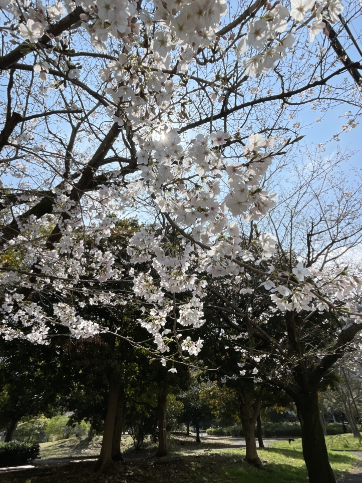 🌸反町公園の桜🌸
