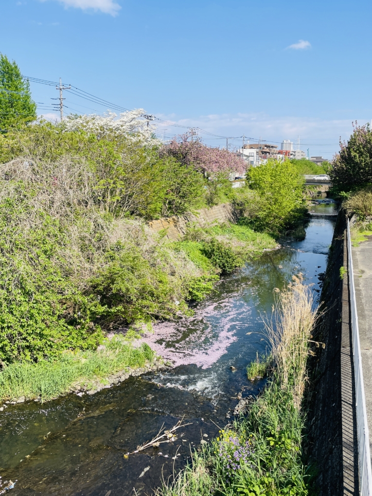 【旭区】帷子川沿い　八重桜のトンネル