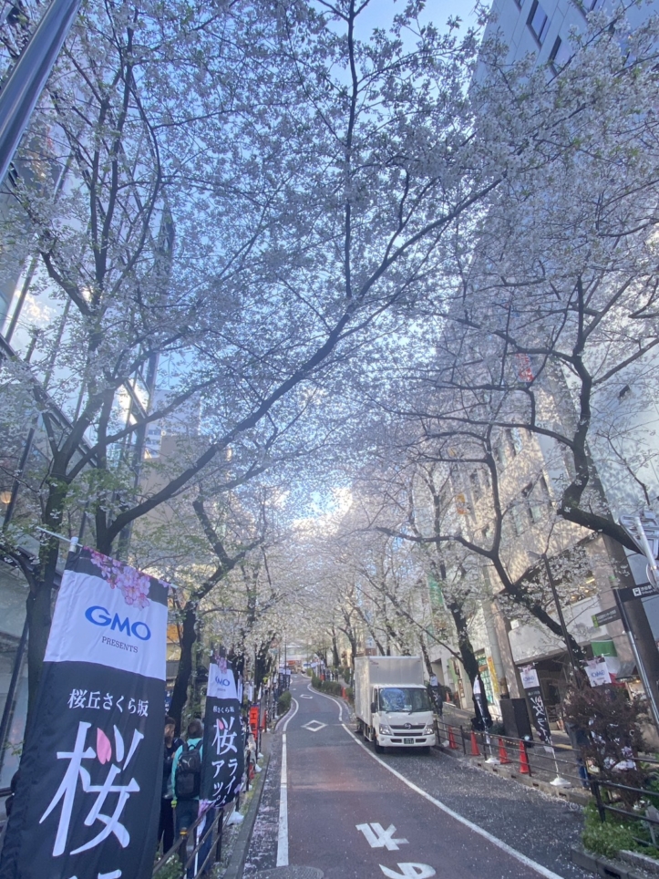 🌸「渋谷徒歩圏、隠れた桜スポット。」🌸