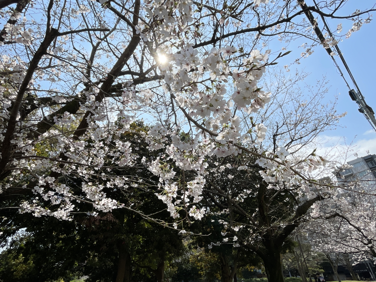 🌸反町公園の桜🌸