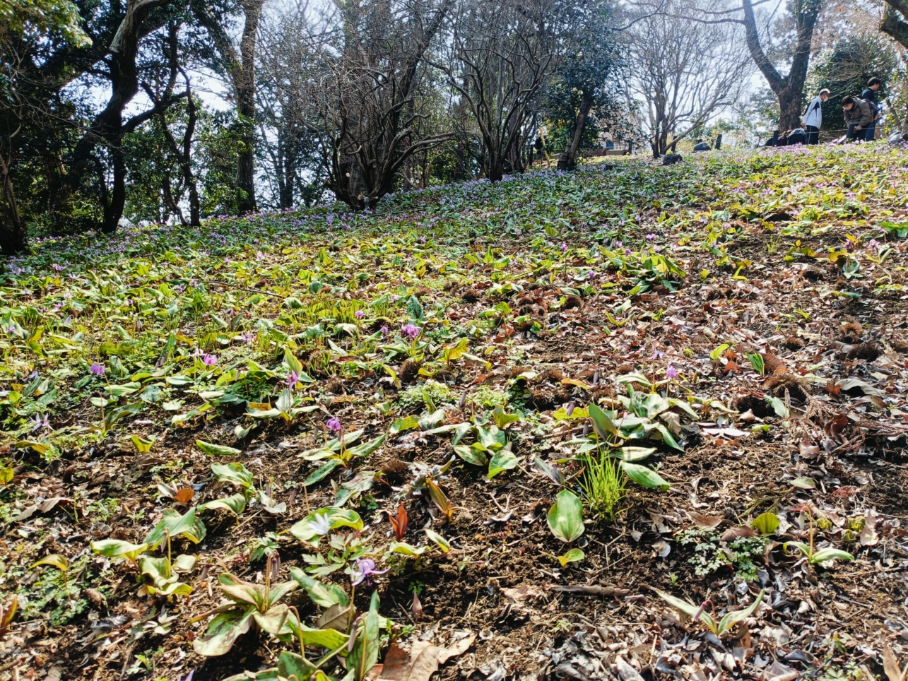 城山かたくりの里