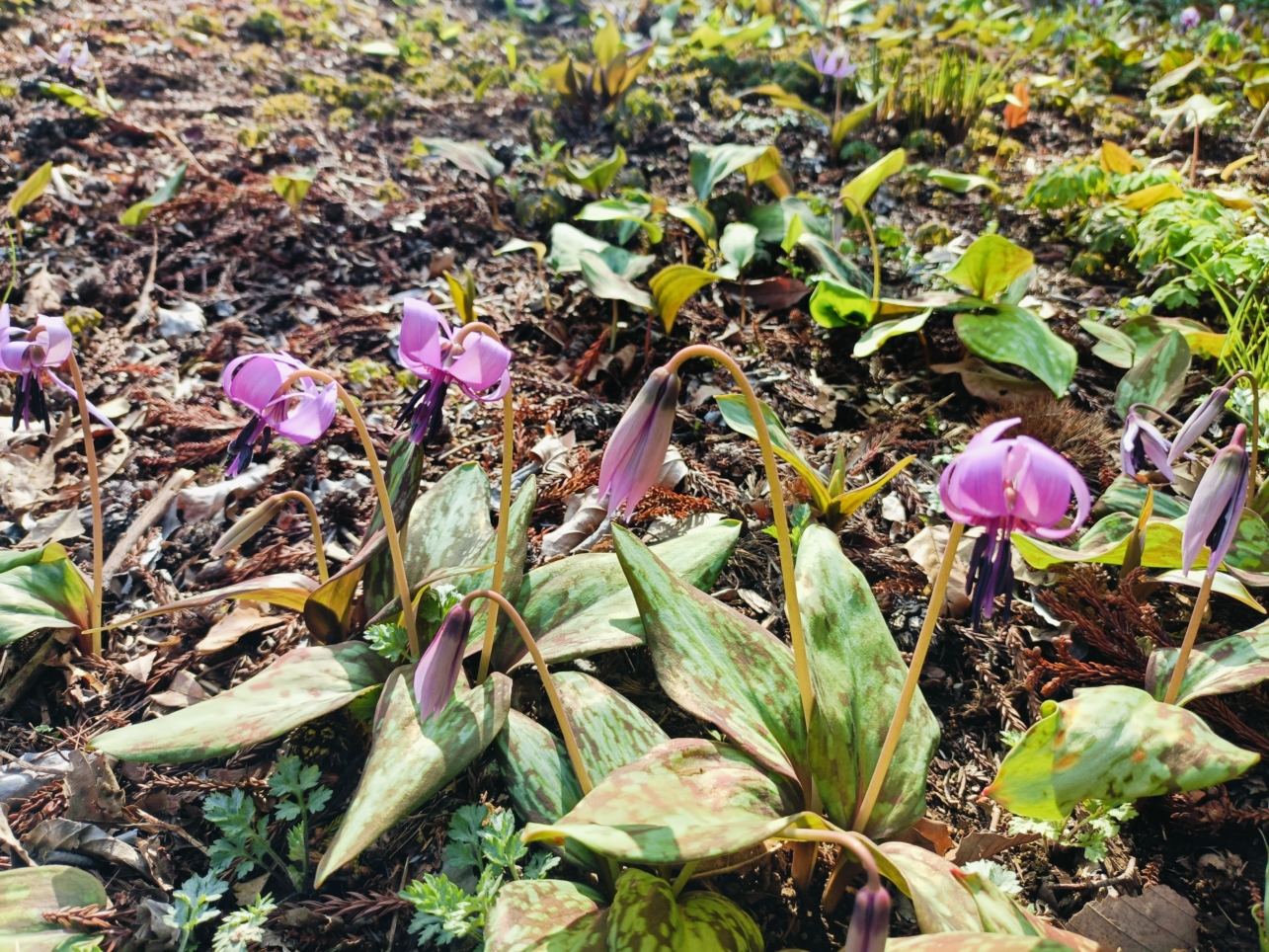 城山かたくりの里