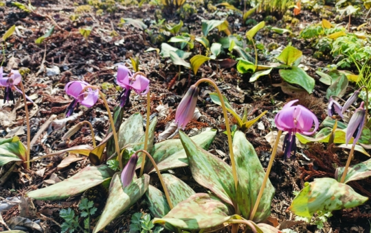 城山かたくりの里