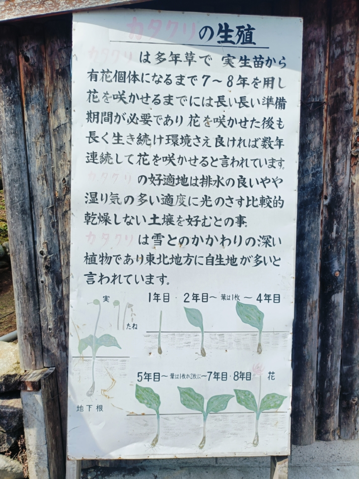 城山かたくりの里