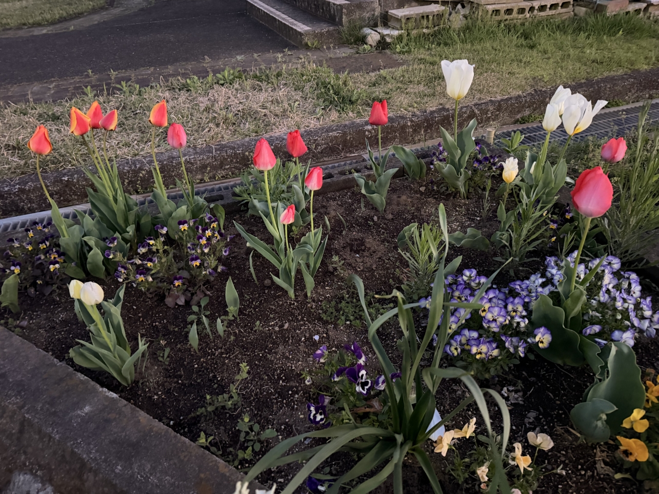 レトロな街並み【諏訪名店街の紅茶屋さん】