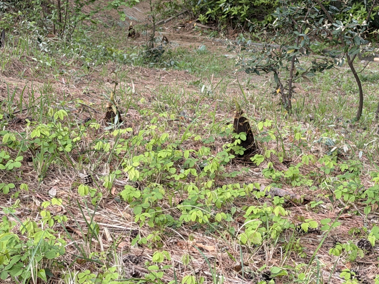 諏訪名店街の【modoki】さん