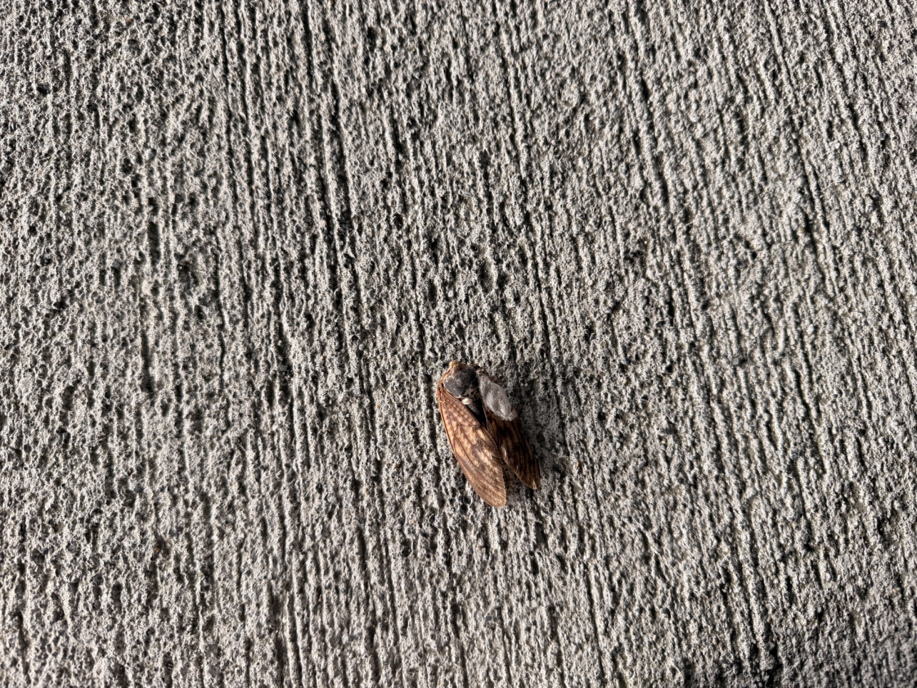 駅前ローソン跡地に新店舗ができます