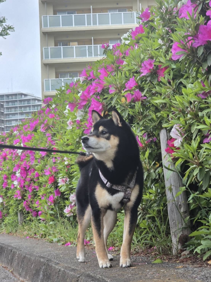 駅前ローソン跡地に新店舗ができます