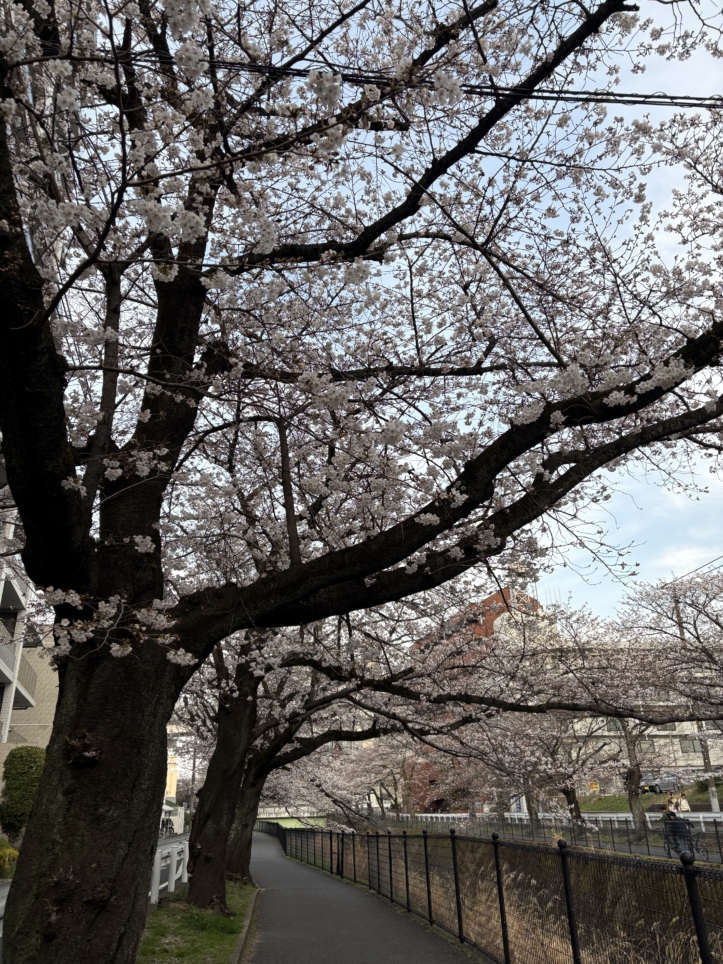 夜桜も綺麗♪多摩センター乞田川沿いの「桜祭り」が開催されます！