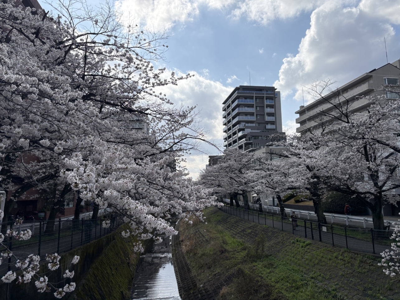夜桜も綺麗♪多摩センター乞田川沿いの「桜祭り」が開催されます！