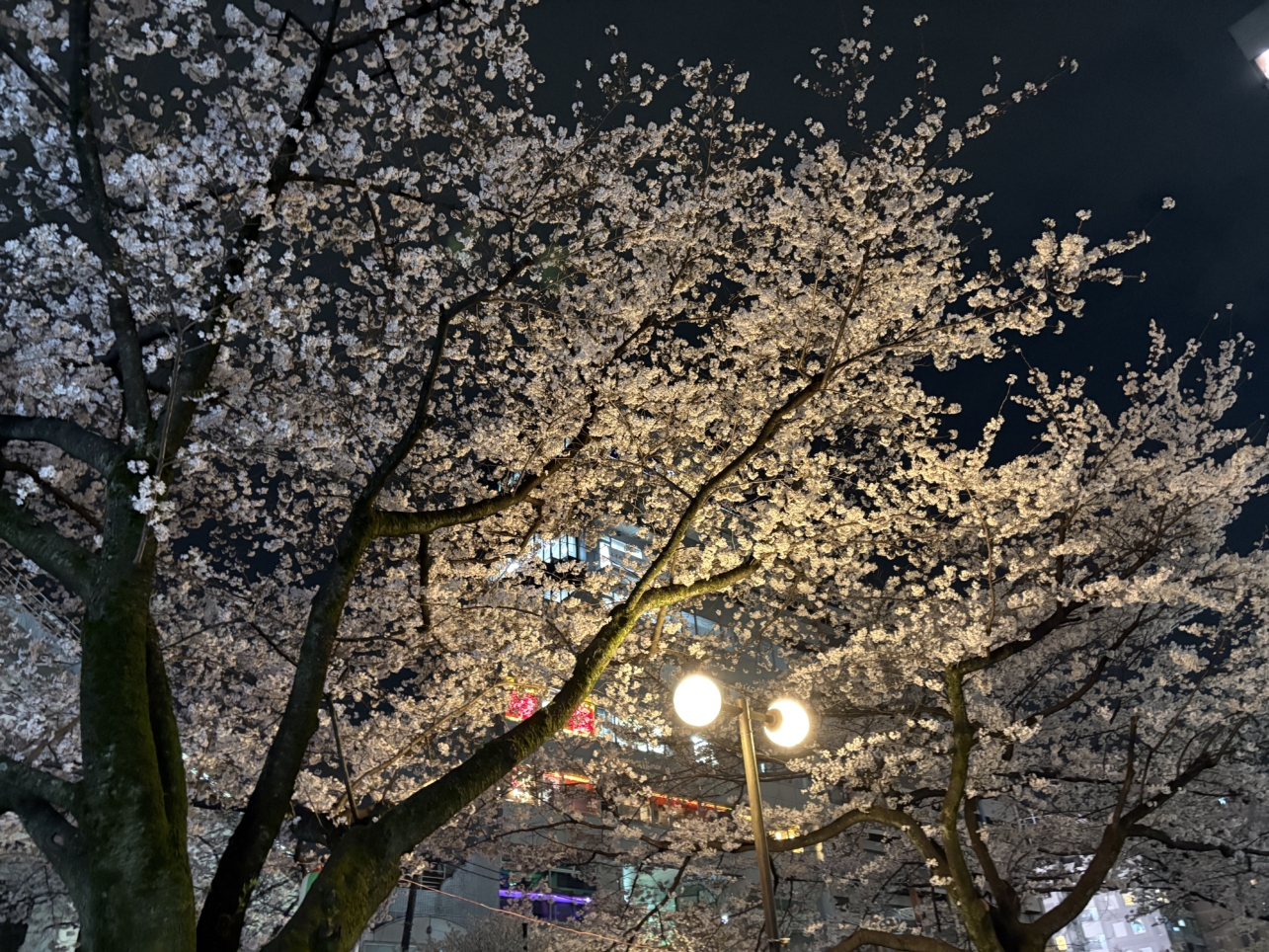夜桜も綺麗♪多摩センター乞田川沿いの「桜祭り」が開催されます！