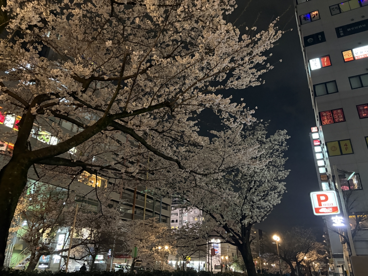 夜桜も綺麗♪多摩センター乞田川沿いの「桜祭り」が開催されます！