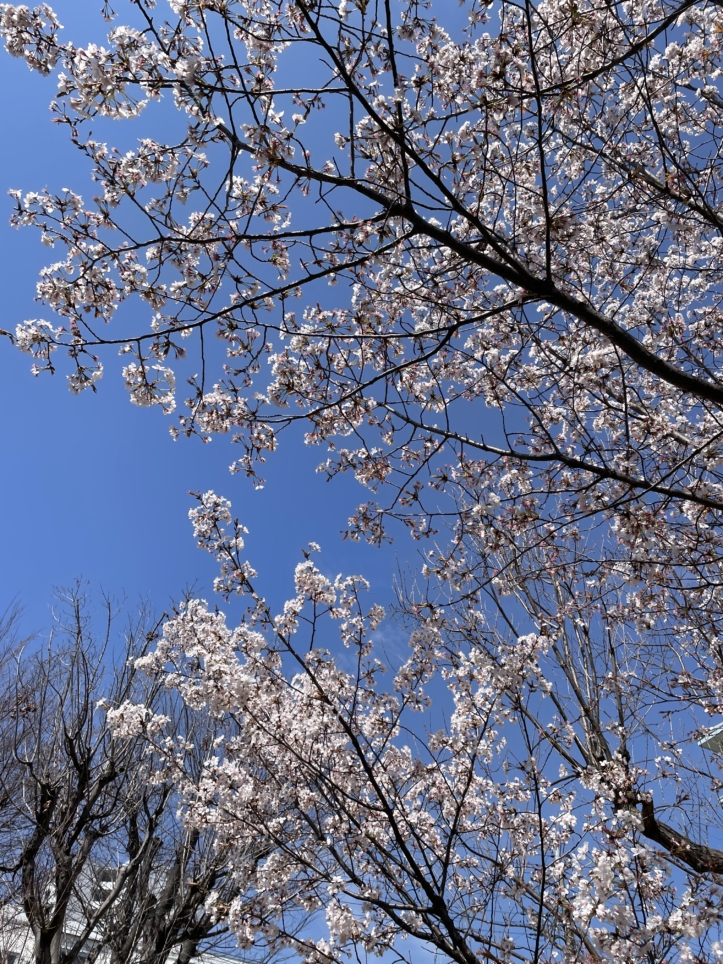 せいせき桜まつりのご案内☆