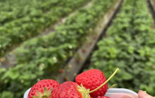 横須賀でいちご狩り🍓「いちごはうす嘉山農園」