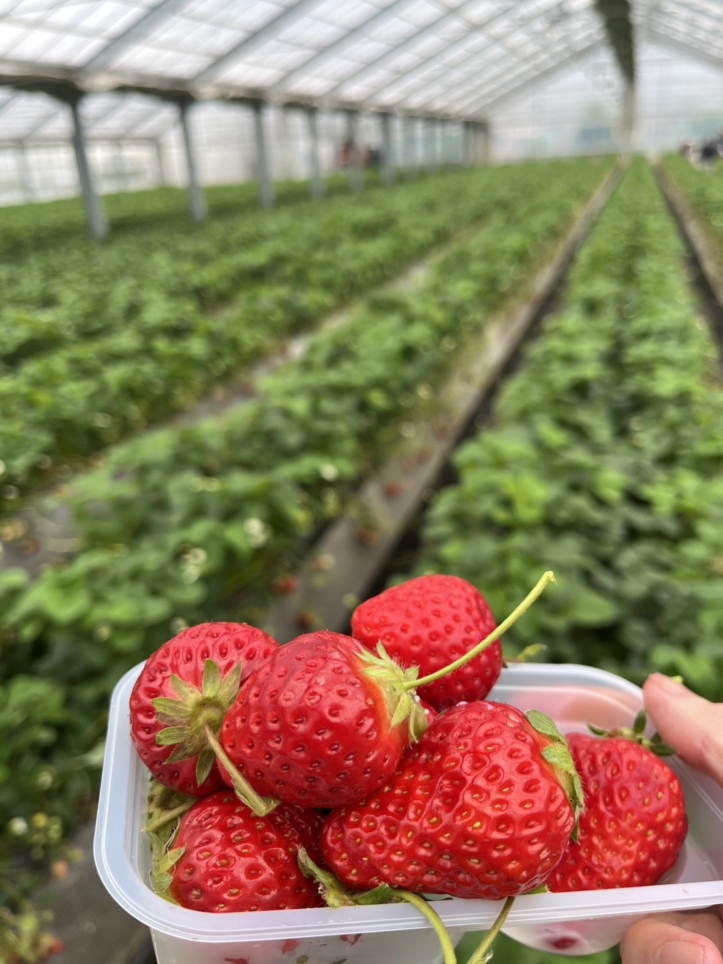 横須賀でいちご狩り🍓「いちごはうす嘉山農園」
