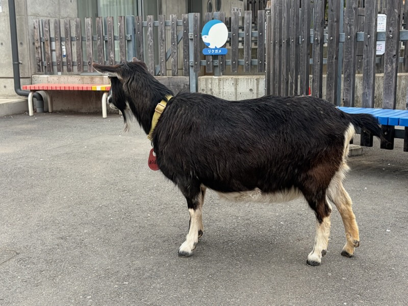 ◆無料◆板橋区立こども動物園に行ってきた！都会でふれあえる癒しスポット＜板橋区役所前＞