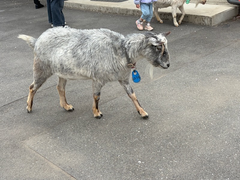 ◆無料◆板橋区立こども動物園に行ってきた！都会でふれあえる癒しスポット＜板橋区役所前＞
