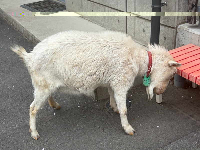 ◆無料◆板橋区立こども動物園に行ってきた！都会でふれあえる癒しスポット＜板橋区役所前＞