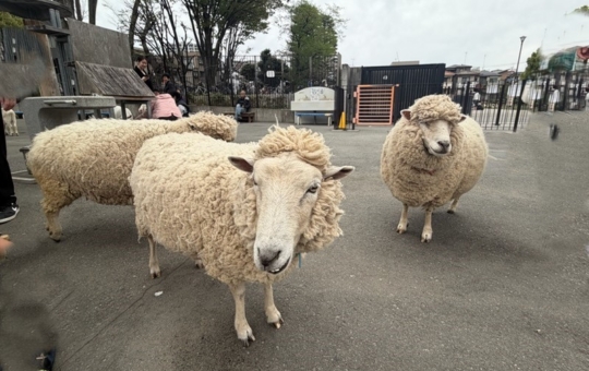◆無料◆板橋区立こども動物園に行ってきた！都会でふれあえる癒しスポット＜板橋区役所前＞