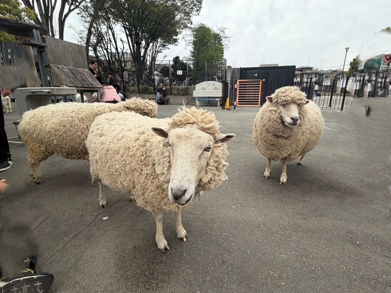 ◆無料◆板橋区立こども動物園に行ってきた！都会でふれあえる癒しスポット＜板橋区役所前＞