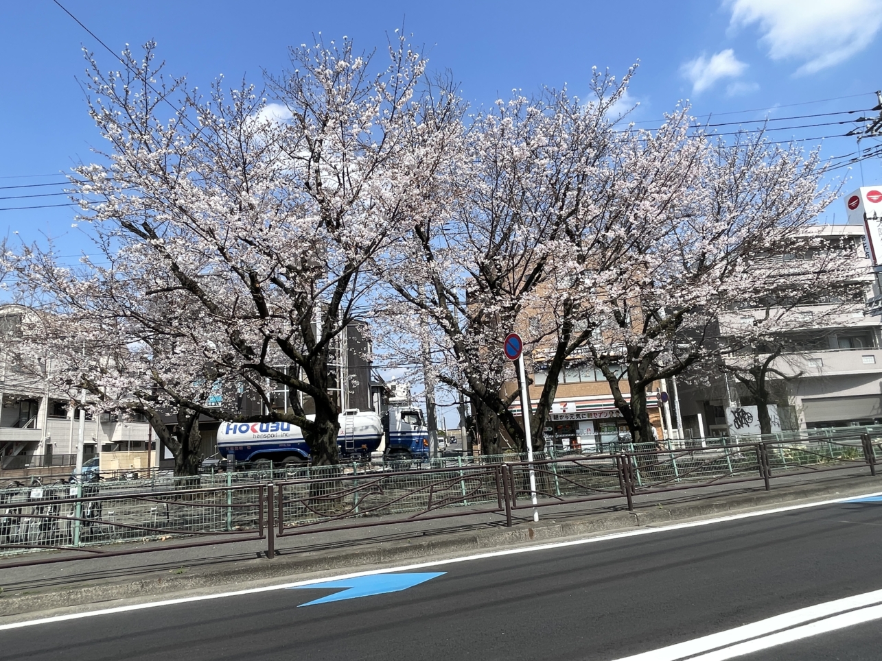 今年も綺麗に開花🌸していました！【登戸第一公園】
