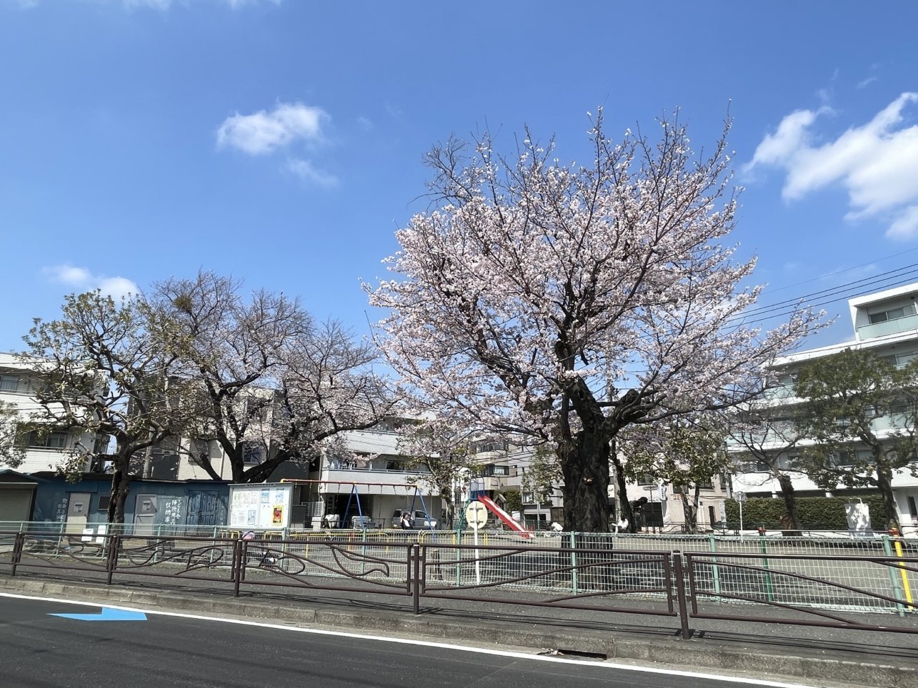 今年も綺麗に開花🌸していました！【登戸第一公園】
