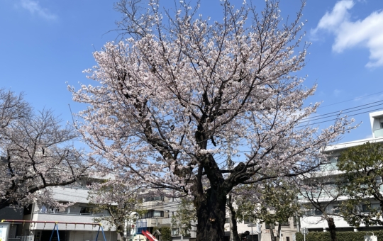 今年も綺麗に開花🌸していました！【登戸第一公園】