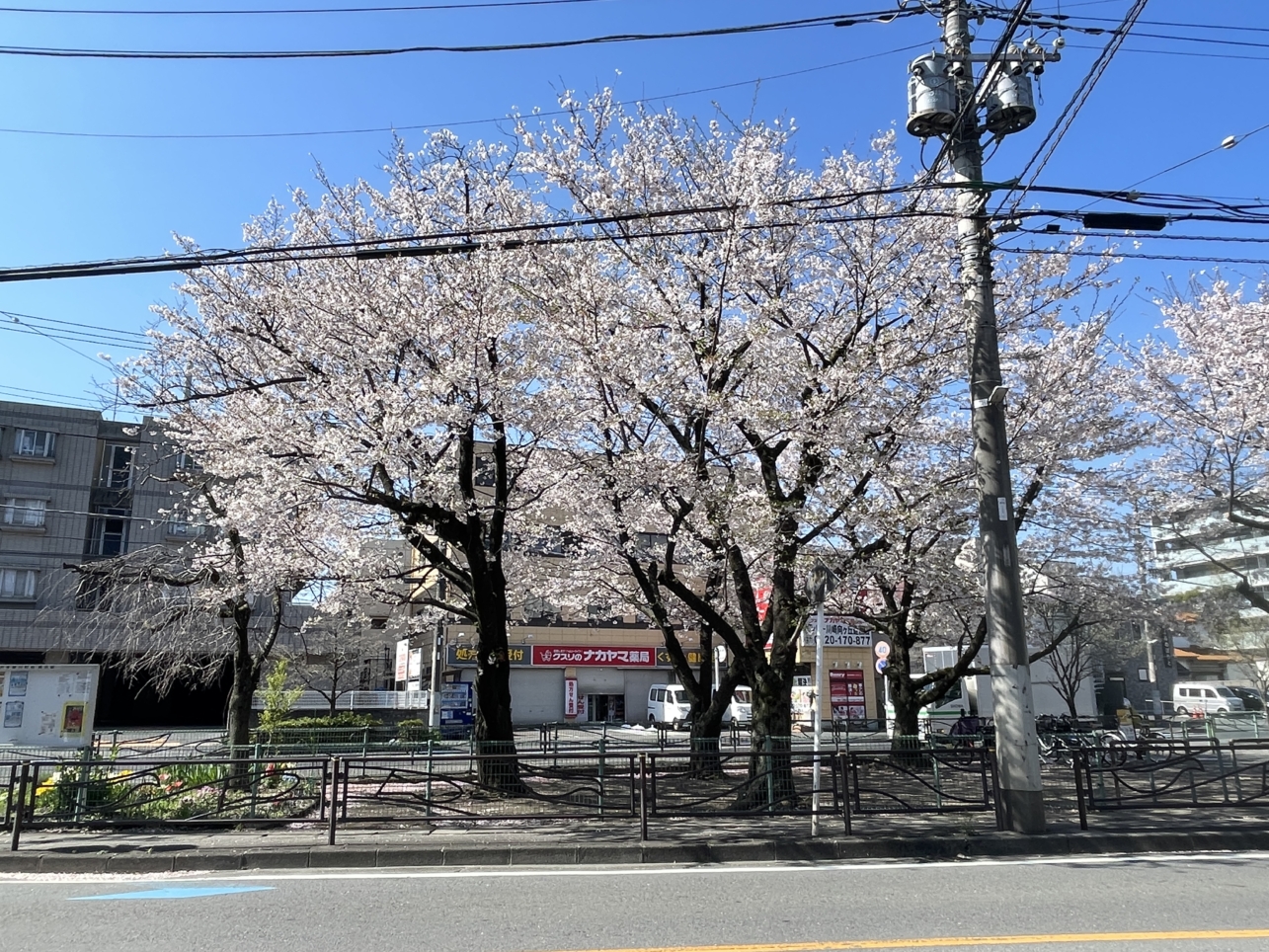 今年も綺麗に開花🌸していました！【登戸第一公園】