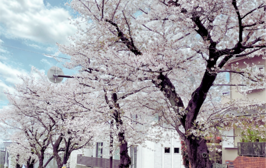 心奪われる春の帰り道！白鳥２丁目の桜トンネル♪