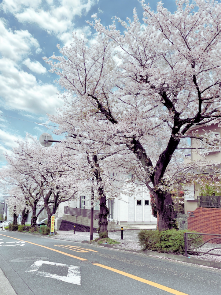 心奪われる春の帰り道！白鳥２丁目の桜トンネル♪