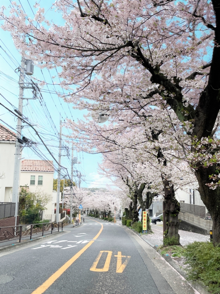 心奪われる春の帰り道！白鳥２丁目の桜トンネル♪