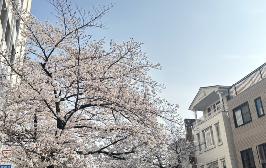 せいせき桜まつりのご案内☆