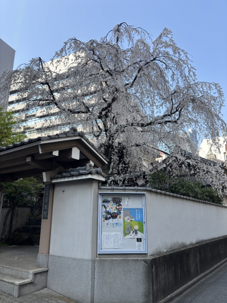 見事なしだれ桜🌸【常照院】
