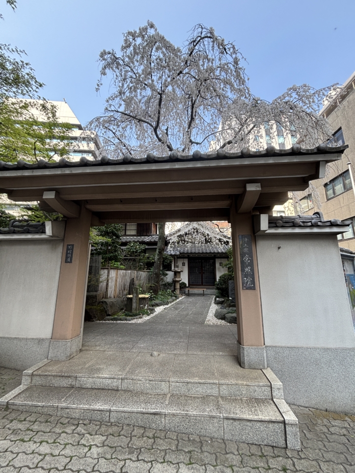 見事なしだれ桜🌸【常照院】