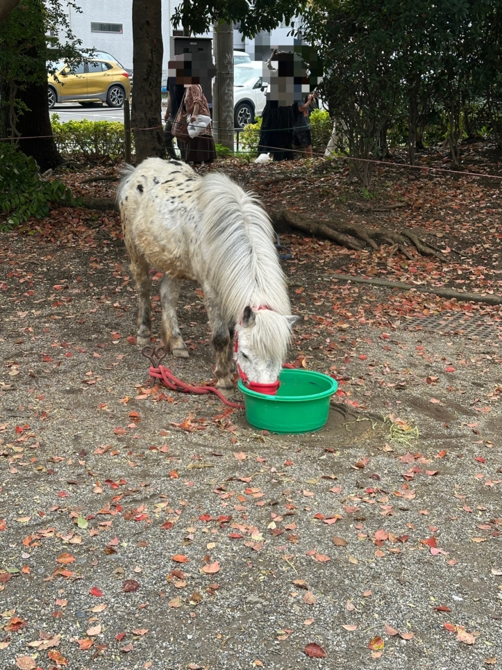 せいせき桜まつり☆多摩市　イベント☆